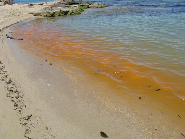 Mare arancione: Noctiluca scintillans